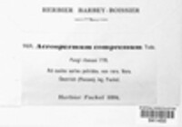 Acrospermum compressum image